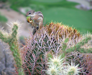 chipmunk on a cactus eating
